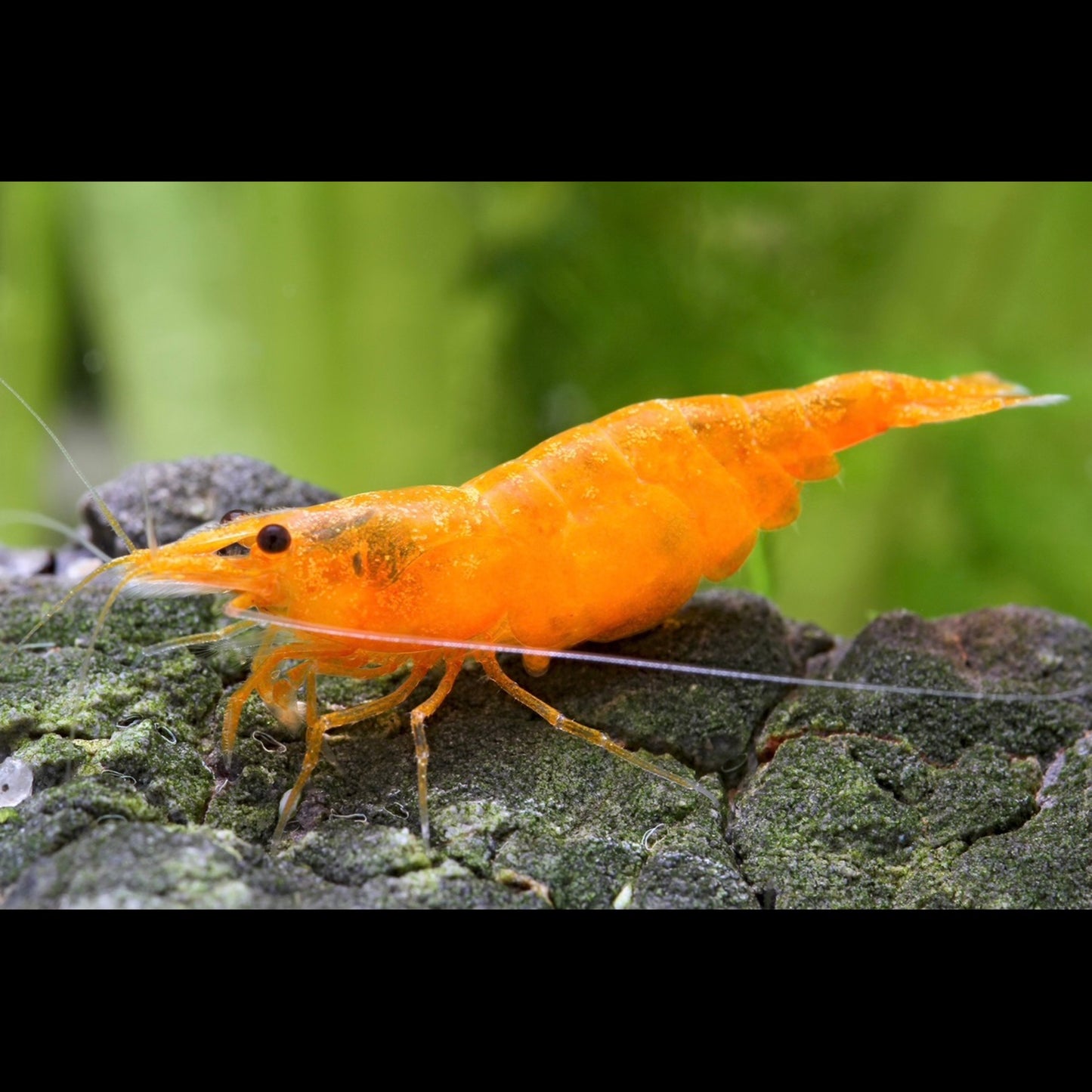 Orange Fire Shrimp Neocaridina Davidi var.