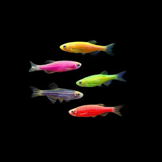 Glofish Danio - Iba't-ibang