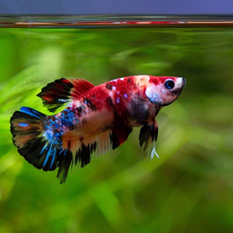 Fancy Marble Betta