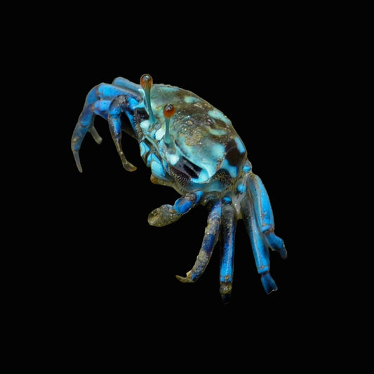 Blue Fiddler Crab Concrete Blonde Aquatics