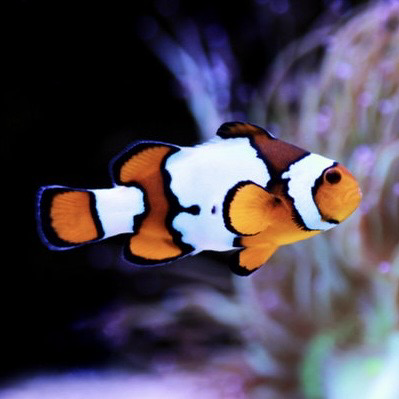 Captive Bred Snowflake Clownfish Small