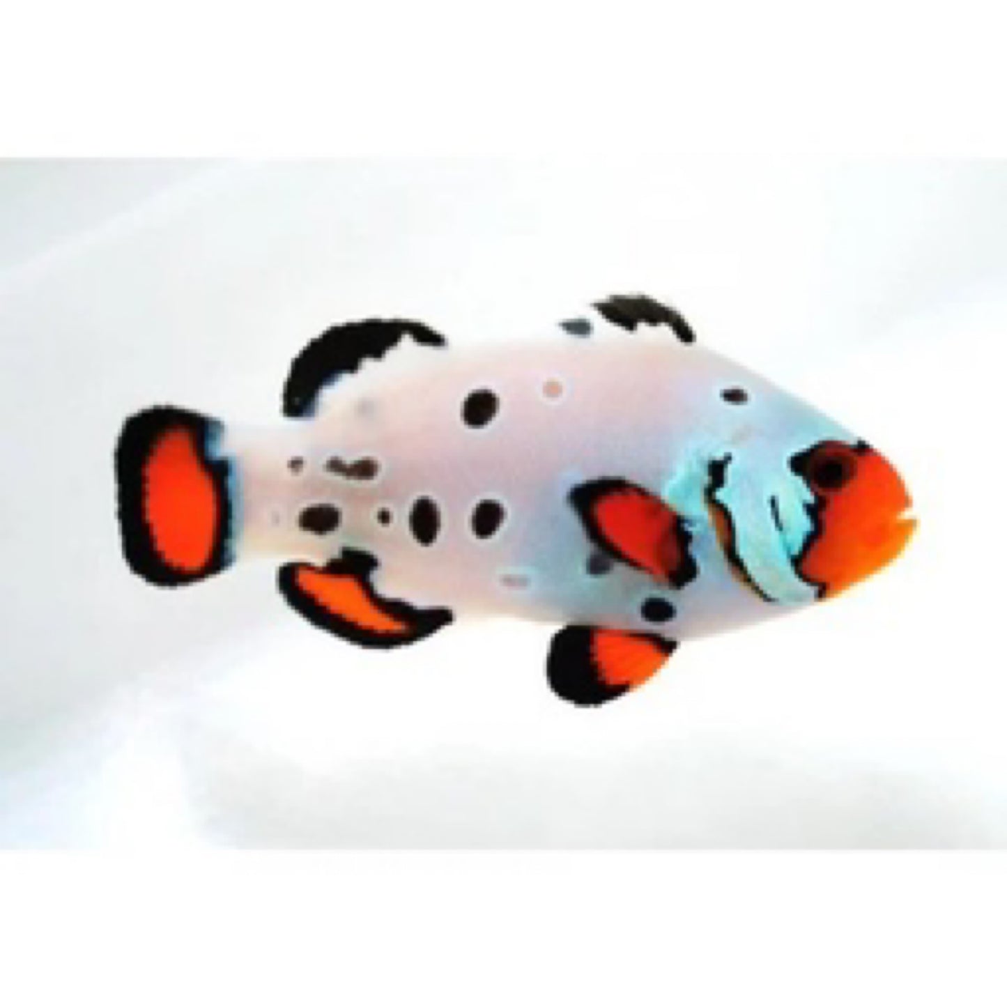 Captive Bred Frostbite Clownfish