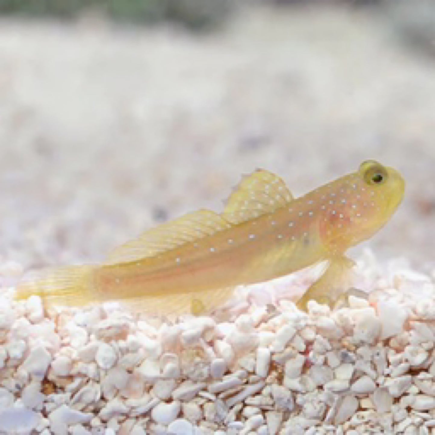 Biota Captive Bred Yellow Watchman Goby