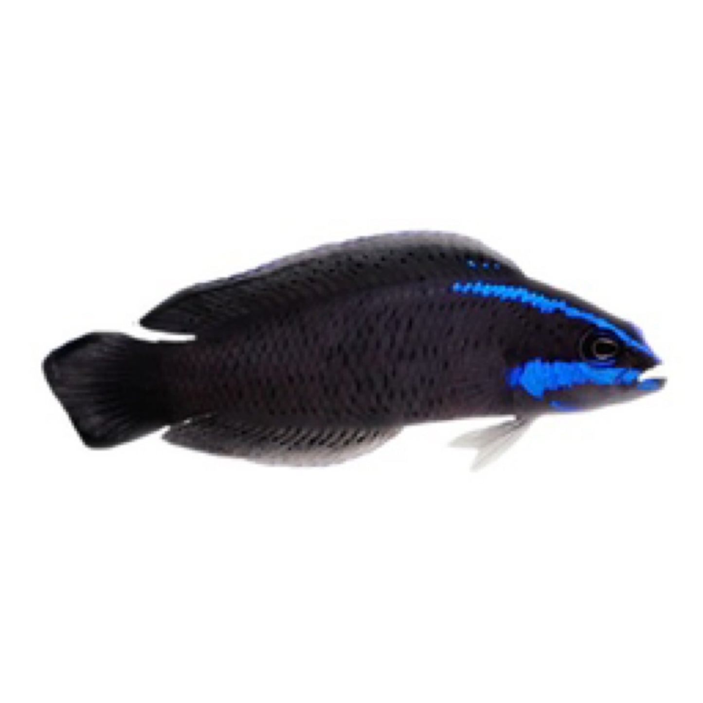 Proaquatix Captive Bred Springeri Dottyback