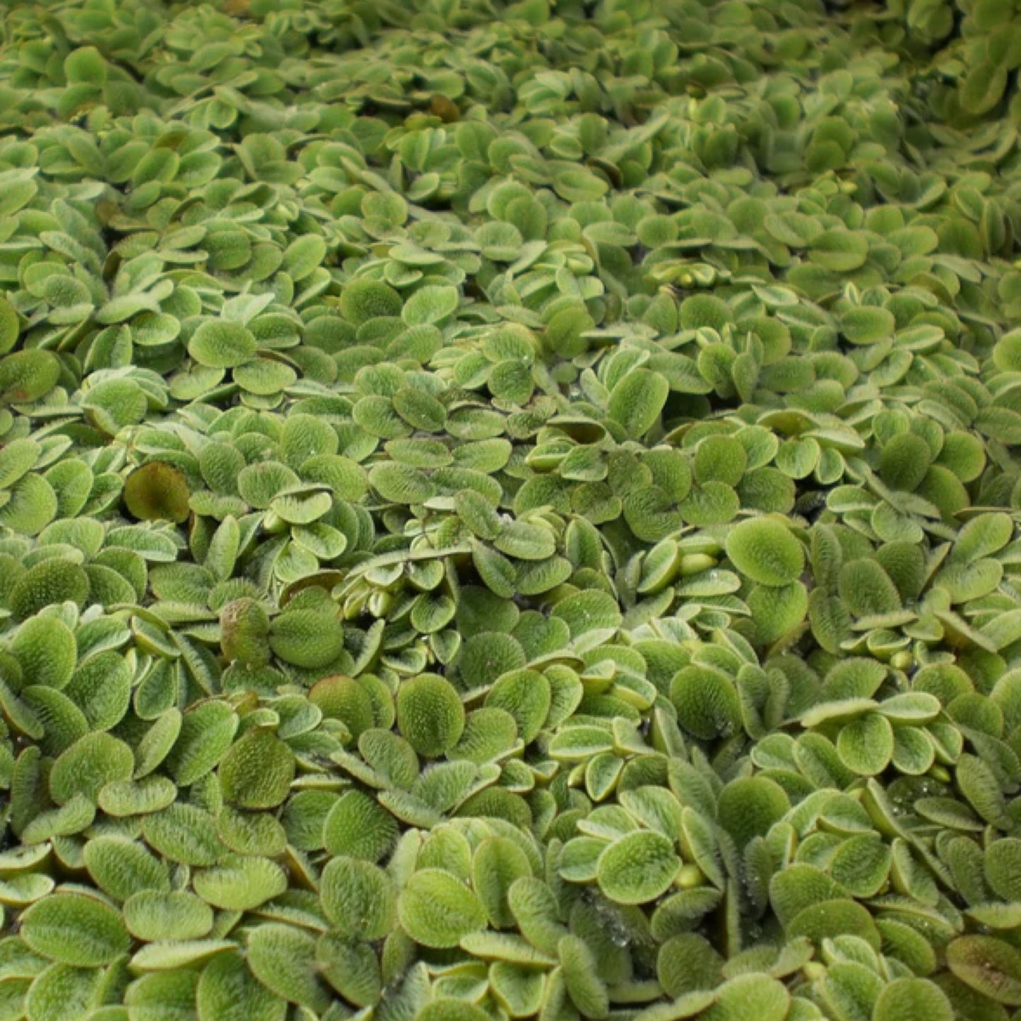 Salvinia Minima - Cats Tongue