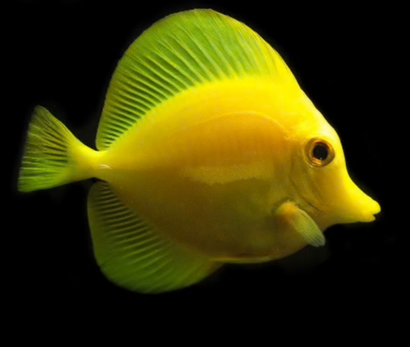 Biota Captive Bred Hawaiian Yellow Tang 2.5”-3”