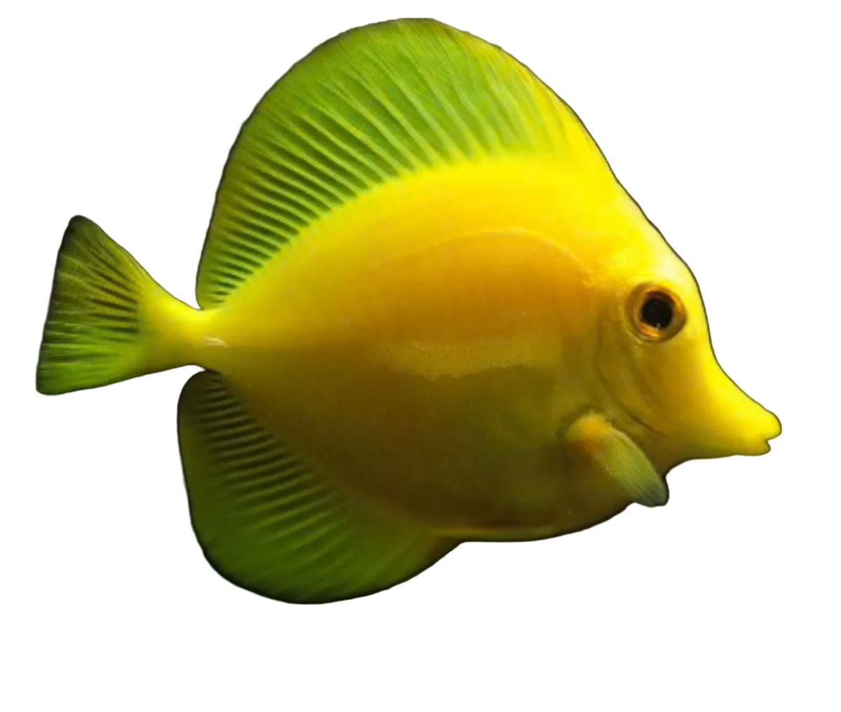 Biota Captive Bred Hawaiian Yellow Tang 4.5" Concrete Blonde Aquatics