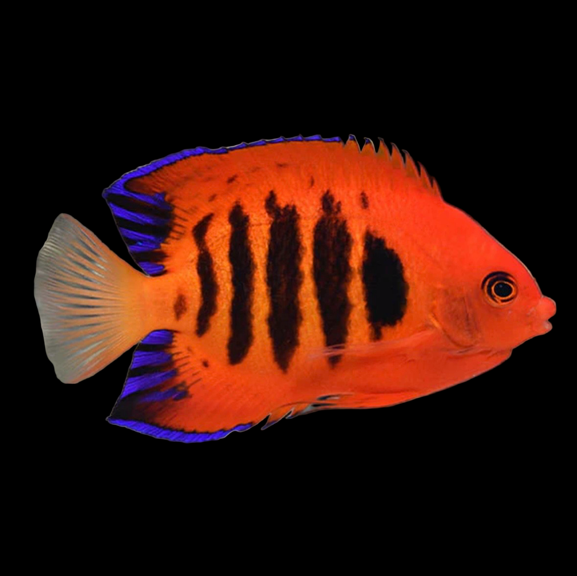 Flame angelfish
