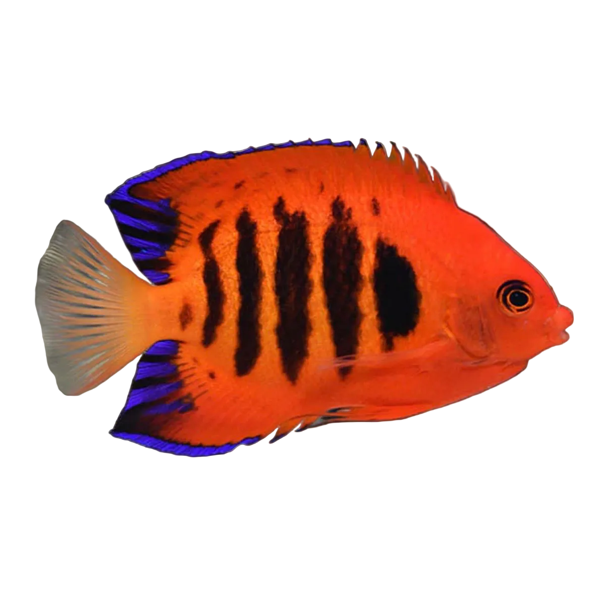 Flame angelfish Christmas Islands Concrete Blonde Aquatics