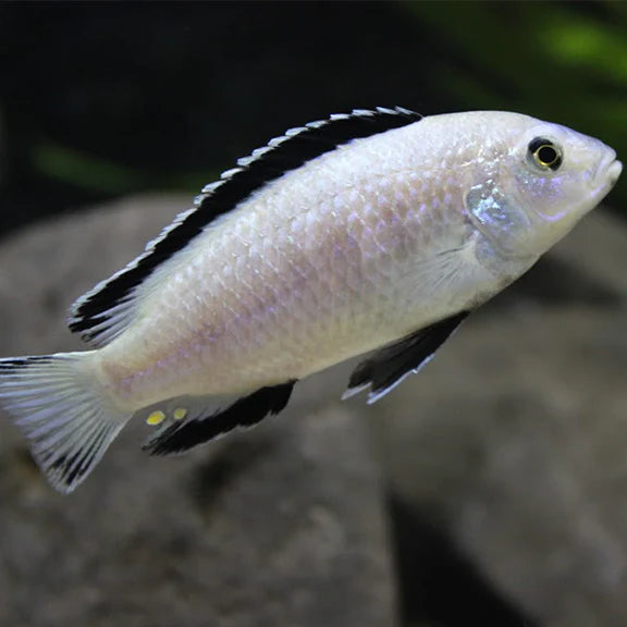 White Lab Cichlid