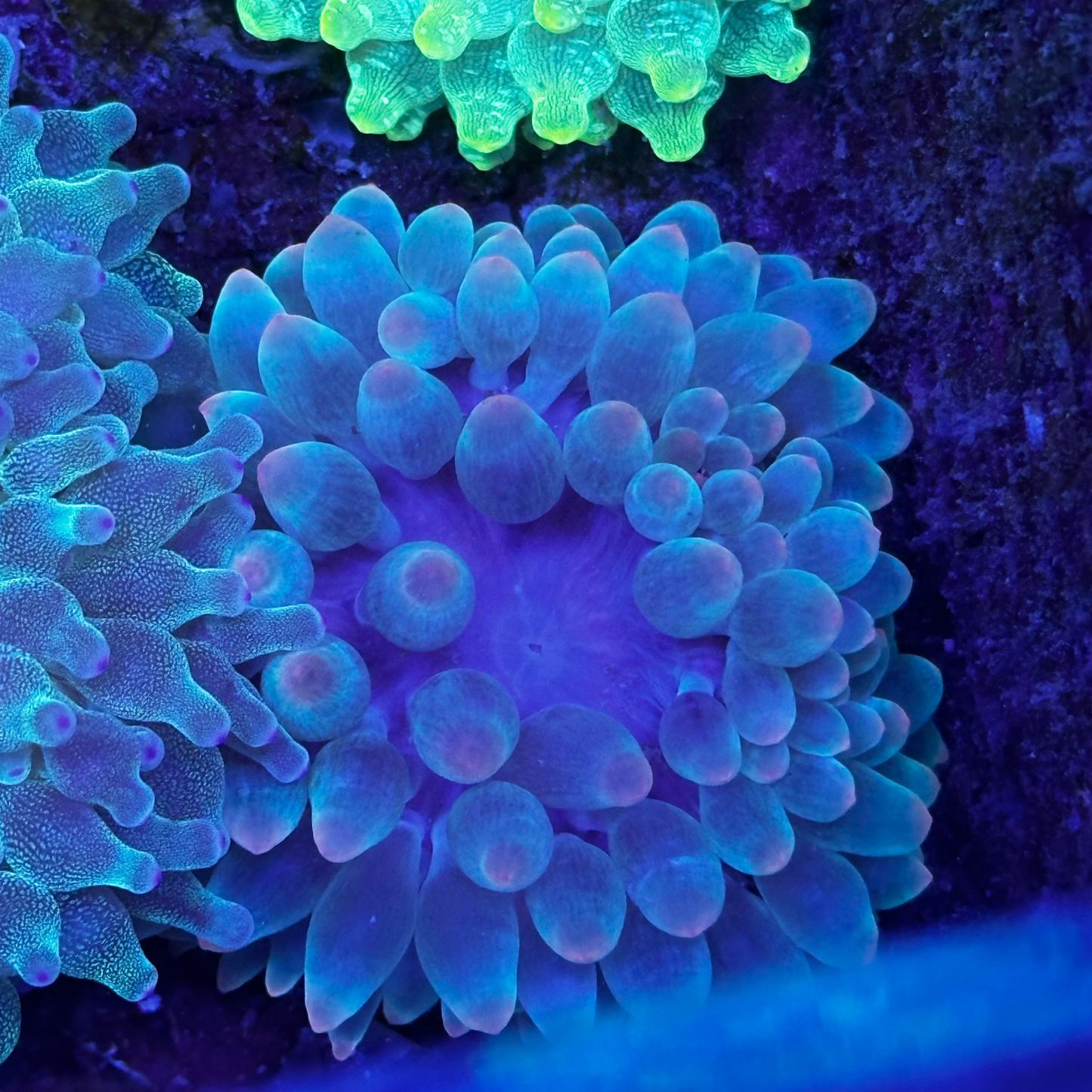 Green Bubble Tip Anemone