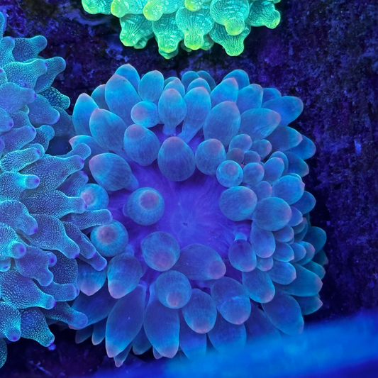 Green Bubble Tip Anemone