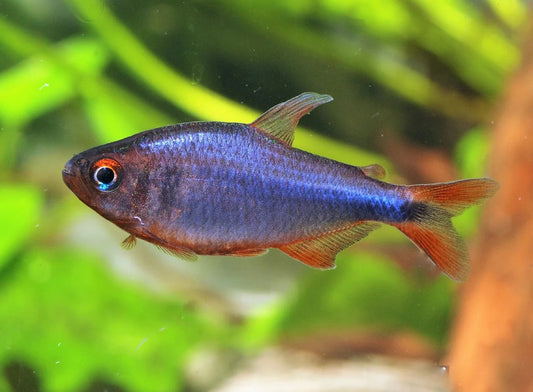 Blueberry Tetra (Hyphessobrycon wadai)