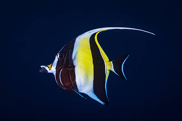 Moorish Idol Md.