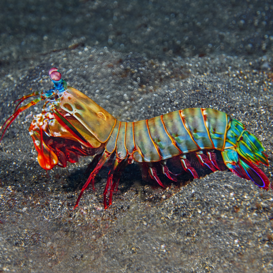 Peacock Mantis Shrimp - Odontodactylus scyllarus