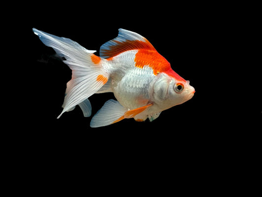 Ryukin Long Tail Goldfish - sari-saring kulay
