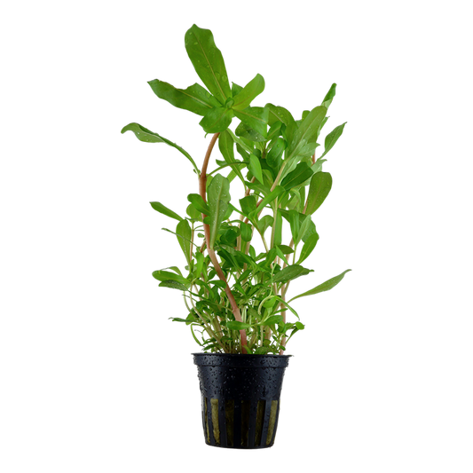 Tropica Ammannia crassicaulis