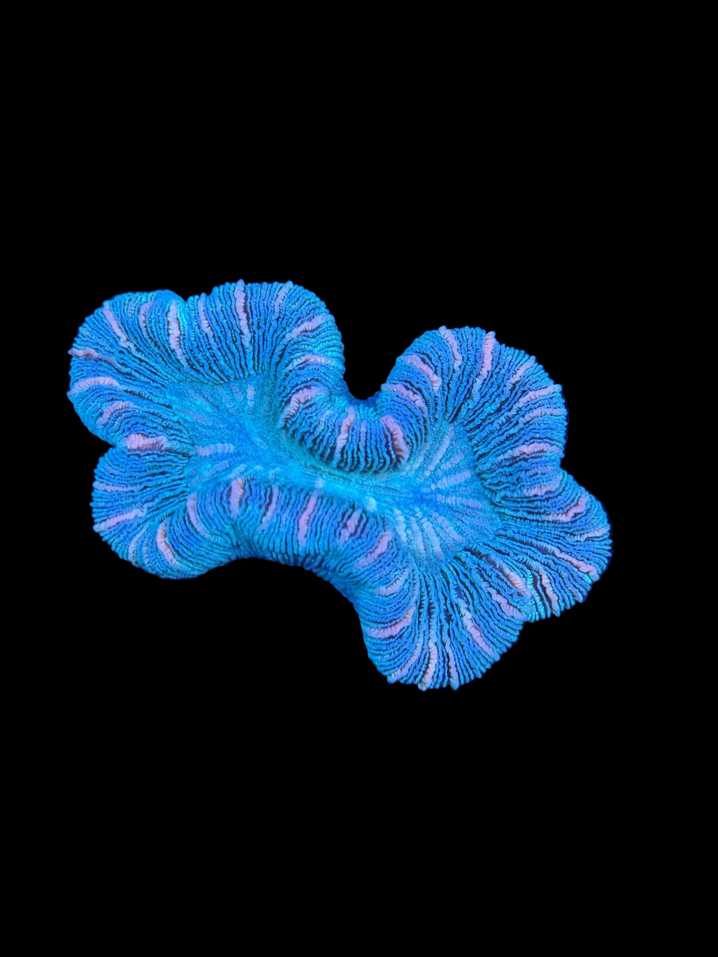 Red Rim Trachyphyllia 2