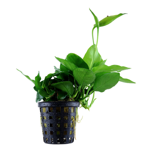 Tropica Anubias barteri var. nana 'Malaki'