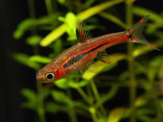 Lamok (Chili) Rasbora - Boraras brigittae