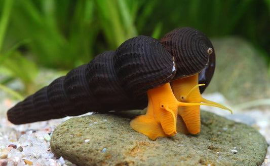 Golden Rabbit Snail