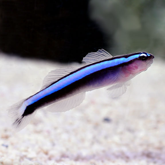 Proaquatix Captive Bred Neon Goby
