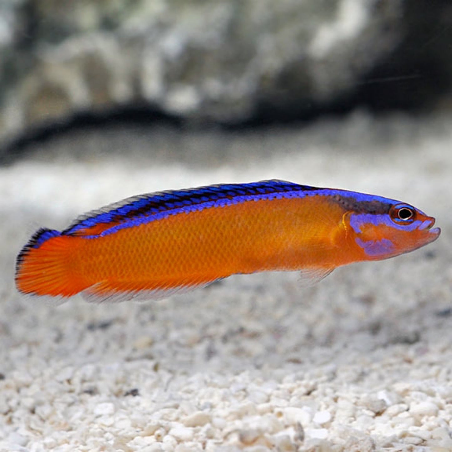 De-kalidad na Marine Labs Neon Dottyback