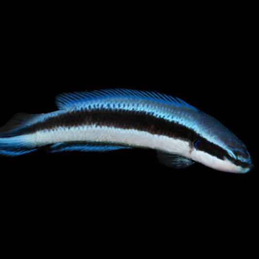 De-kalidad na Marine Labs Indigo Dottyback