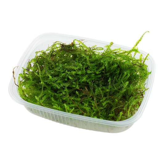 Tropica Taxiphyllum barbieri 'Bogor Moss' na bahagi