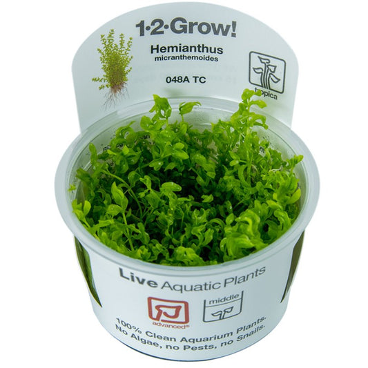 Tropica Hemianthus micrathemoides 1-2-Grow