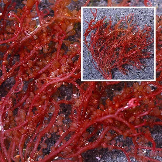 Red Grape Caulerpa