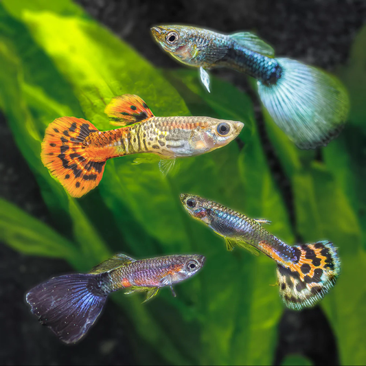 Sari-saring Fancy Guppy Male