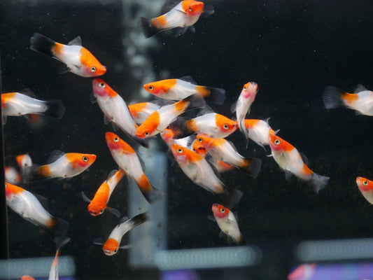 Black Tail Koi Kohaku Swordtail (Xiphophorus helleri)