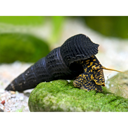 Yellow Spotted Rabbit Snail