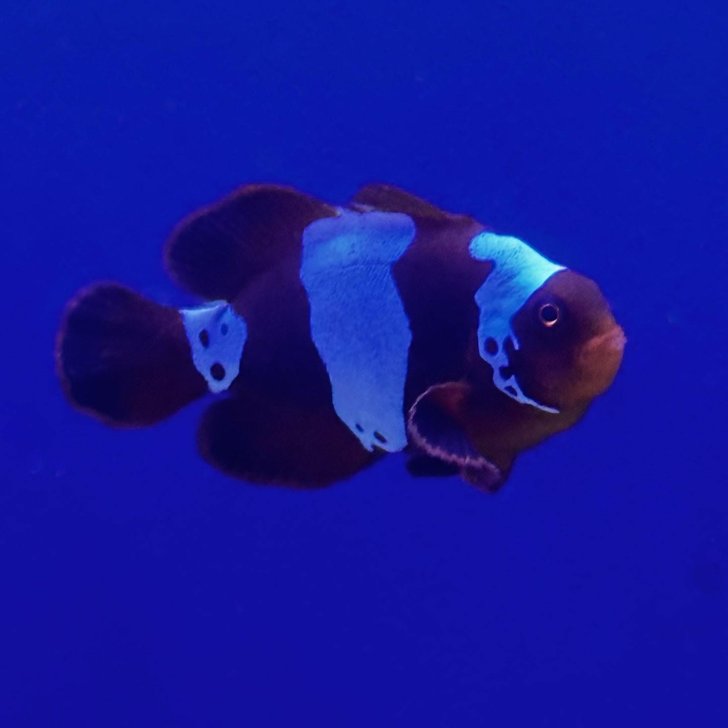 Captive Bred Lightning Maroon Clownfish