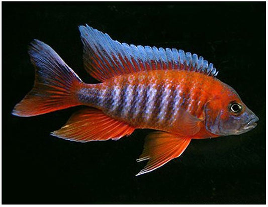Pulang Eureka Peacock Cichlid