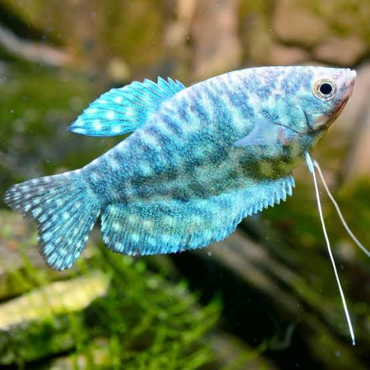 Opaline Gourami Large