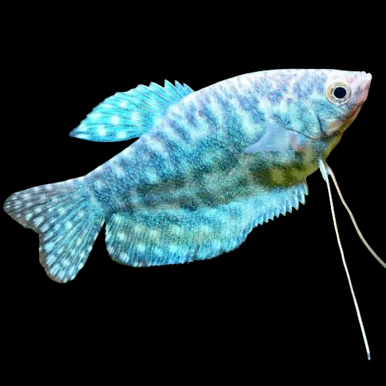 Opaline Gourami