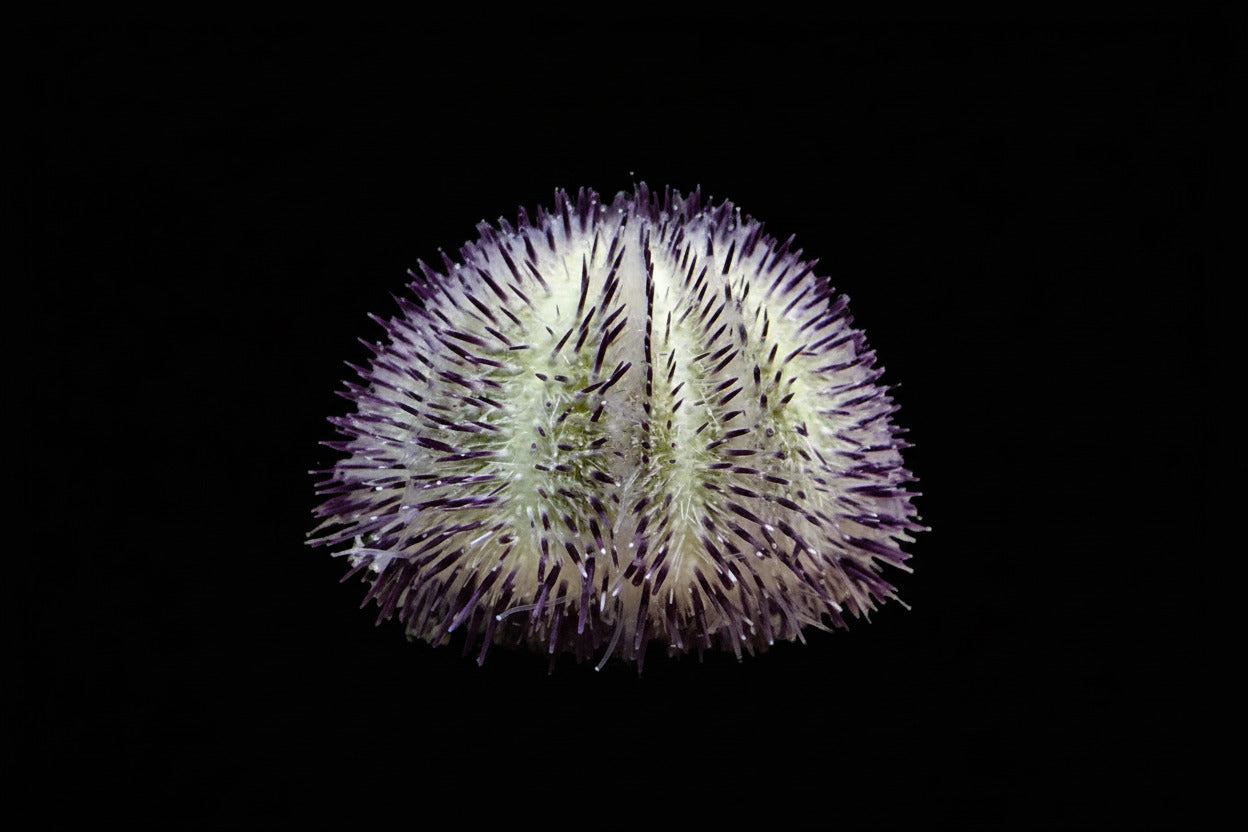 Hairy Purple/Pink Sea Urchin