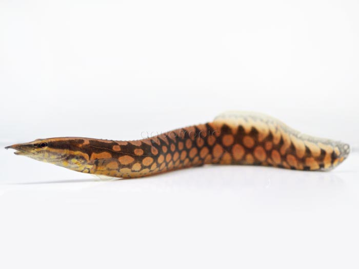 Tire Track Eel - Mastacembelus armatus 3" - 4"