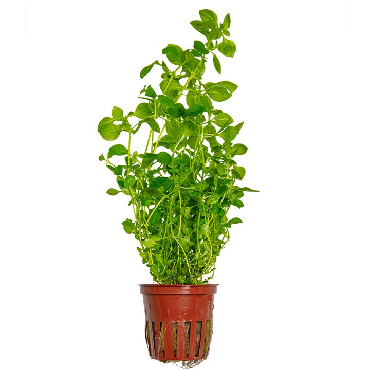 Tropica Ludwigia palustris 'Green'