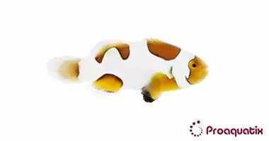 Captive Bred Extreme Picasso Percula Clownfish