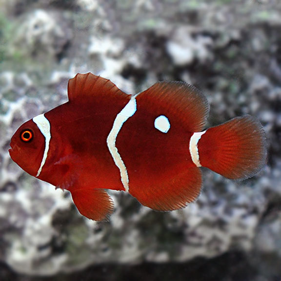 Captive Bred Gold Dot Maroon Clownfish