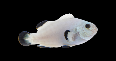 Captive Bred Snow Storm Clownfish