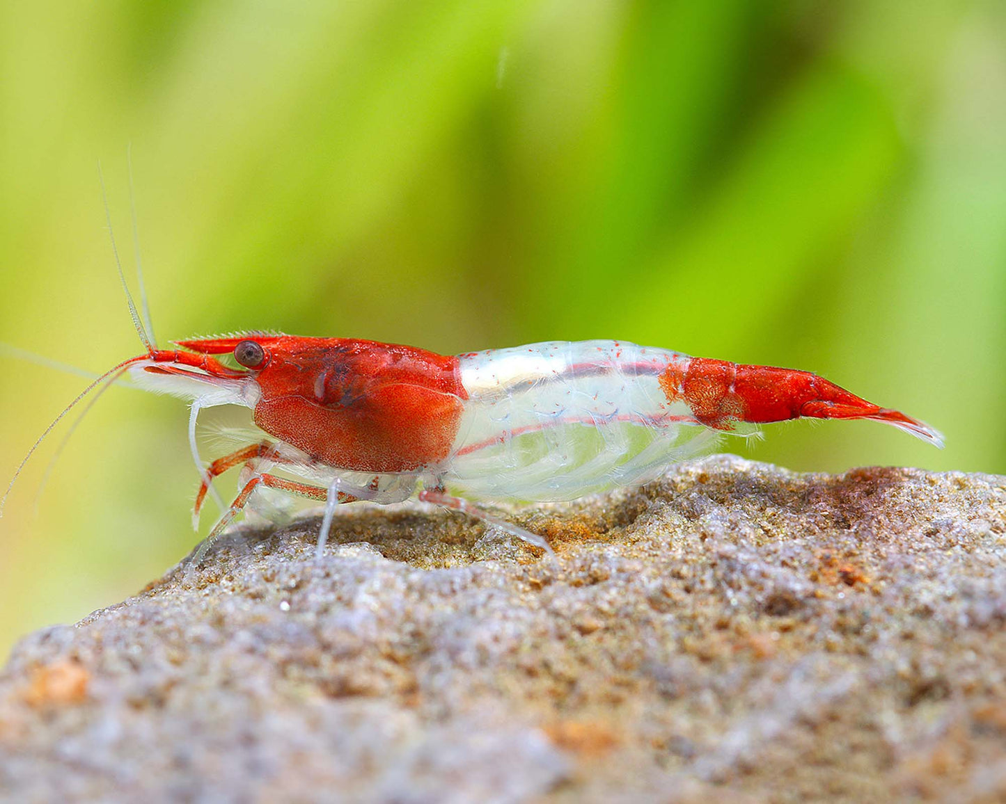 Red Rili Neocaridina Shrimp