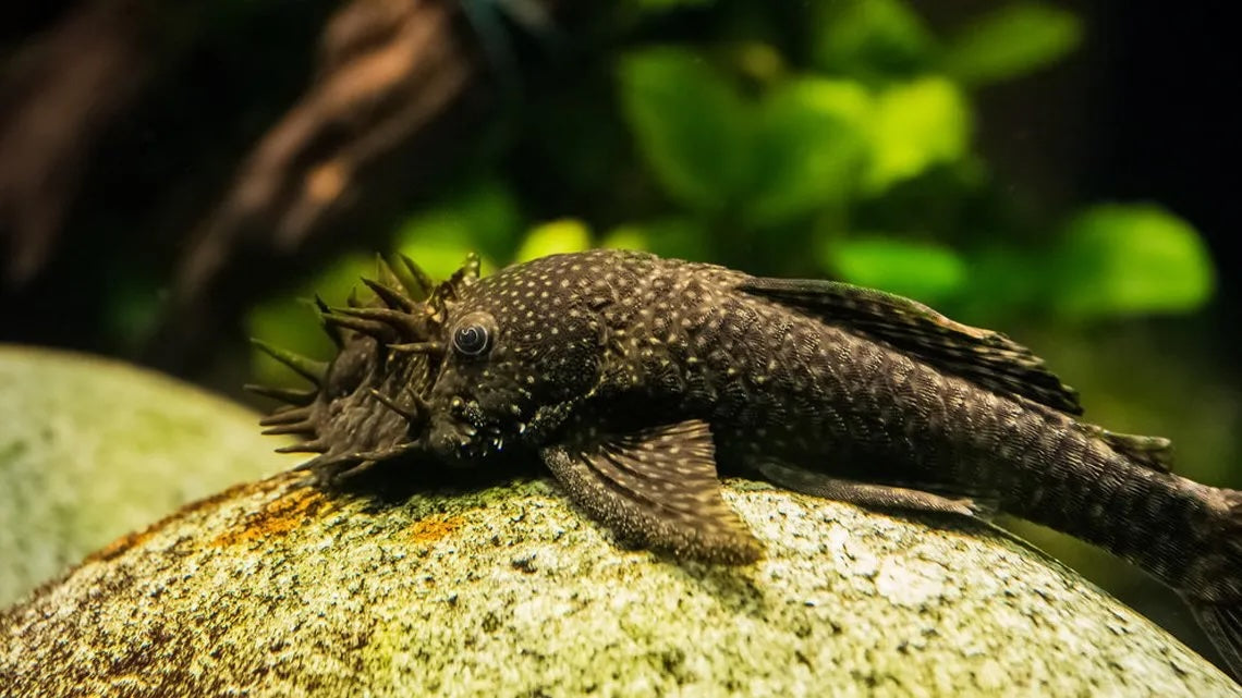 L149 Cucuta Bristlenose Pleco