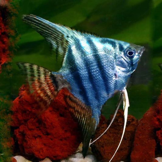 Blue Pinoy Angelfish