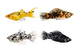 Mixed Mollies