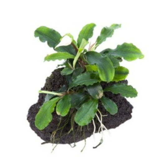 Tropica Bucephalandra pygmaea ˜Wavy Green