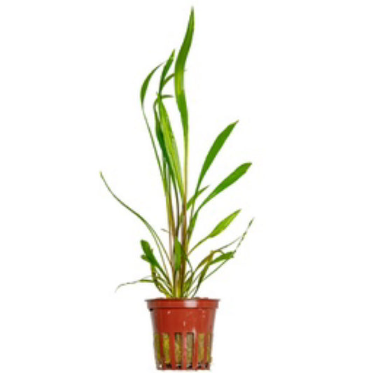Tropica Cryptocoryne spiralis 'Pula'